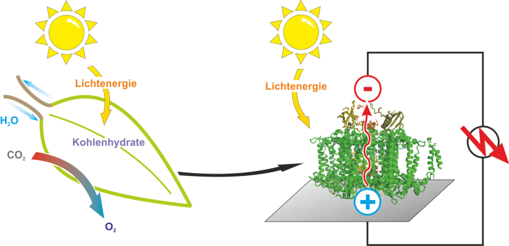 photosynthetic-proteins