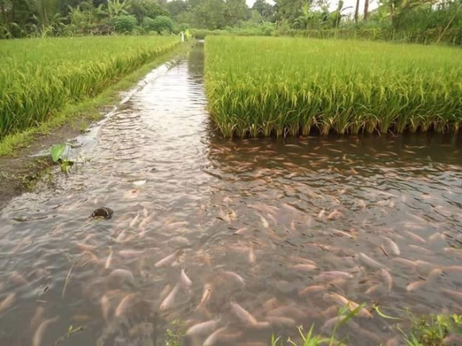 Rice and Fish Culture